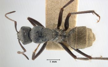 Media type: image;   Entomology 21506 Aspect: habitus dorsal view